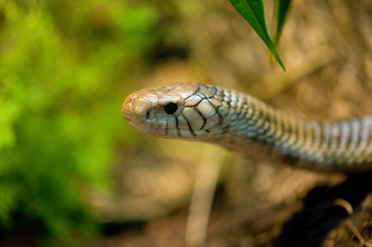 Close-up portrait of a Black forest cobra (Naja melanoleuca) at a zoo; Houston, Texas, United States of America