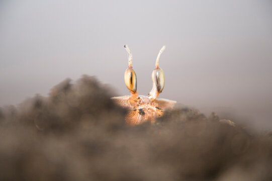 Ghost crab (Ocypode cursor) on a beach with it's eyestalks peering over the sand, near Playa Tortuga, Equatorial Guineau; Bioko Island, Equatorial Guinea