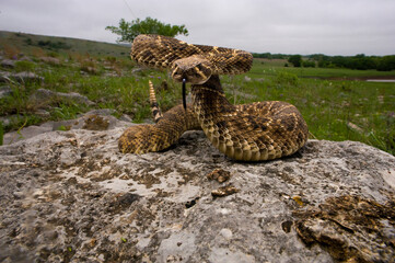 Western diamondback rattlesnake (Crotalus atrox) migrates radially from its den; Apache, Oklahoma, United States of America
