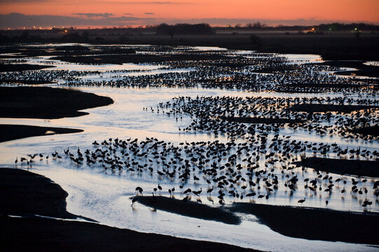 Sunset view of thousands of Sandhill cranes (Grus canadensis) roosting on the Platte River; Gibbon, Nebraska, United States of America