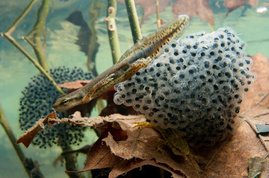 Central newt (Notophthalmus viridens louisianensis) with egg mass on plant leaves in Bennett Springs State Park, Missouri, USA; Missouri, United States of America