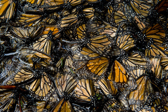 Millions of monarch butterflies (Danaus plexippus) cover every inch of a tree in Sierra Chincua while in travel to winter roosts in Mexico; Sierra Chincua, Mexico