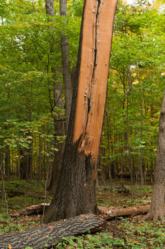 Split tree in a forest, Ryerson Woods, Illinois, USA; Riverwoods, Illinois, United States of America
