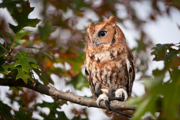 Portrait of a captive Eastern screech owl (Megascops asio) at Ryerson Woods, Illinois, USA; Deerfield, Illinois, United States of America