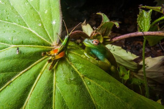Portrait of a metamorph of a Roque treefrog (Hyloscirtus phyllognathus) sharing a leaf with a grasshopper; Limon, Ecuador