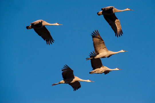 Sandhill cranes (Grus canadensis) in flight at Bosque del Apache National Wildlife Refuge, New Mexico, USA; New Mexico, United States of America