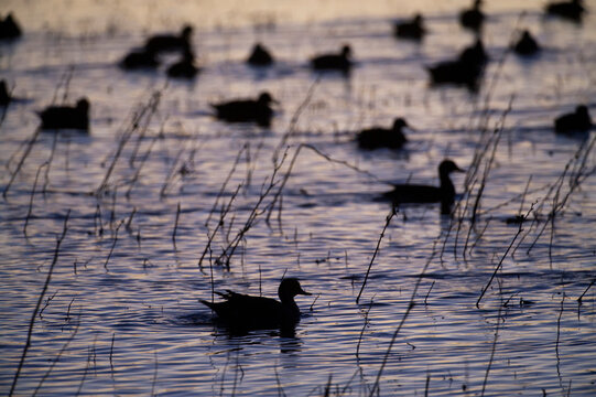 Pintail ducks (Anas acuta) on water at twilight at Bosque del Apache National Wildlife Refuge, New Mexico, USA; New Mexico, United States of America