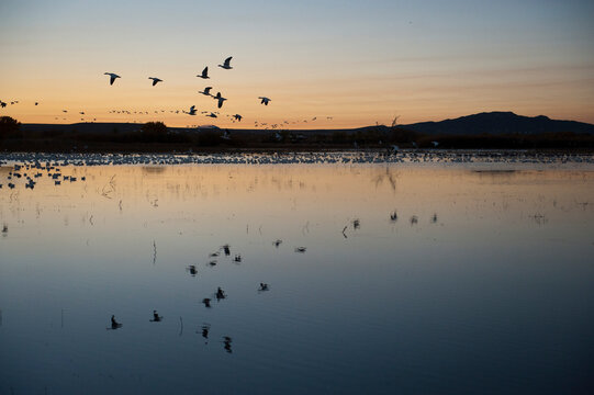 Snow geese (Chen caerulescens) flying at dusk over calm water at Bosque del Apache National Wildlife Refuge, New Mexico, USA; New Mexico, United States of America