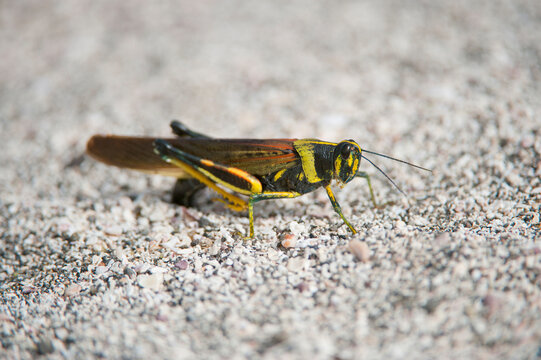 Painted locust (Schistocerca melanocera) in Galapagos National Park; North Seymour Island, Galapagos Islands, Ecuador