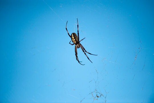 Zig zag spider (Neoscona cooksoni) in its web against a blue sky in Galapagos National Park; North Seymour Island, Galapagos Islands, Ecuador
