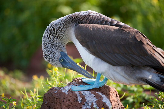 Blue-footed booby (Sula nebouxii) in Galapagos National Park;  North Seymour Island, Galapagos Islands, Ecuador