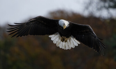 bald eagle in flight