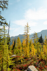 Stunning fall autumn yellow green colors of beautiful Larch trees on Maple Pass Hike in the high altitudes of Northern Washington North Cascades National Park with mountain peaks and range in distance