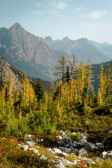 Obraz premium Stunning fall autumn yellow green colors of beautiful Larch trees on Maple Pass Hike in the high altitudes of Northern Washington North Cascades National Park with mountain peaks and range in distance