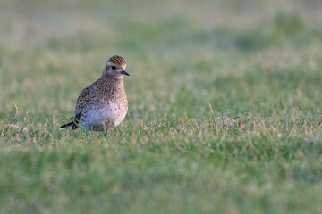 European golden plover (Pluvialis apricaria) in winter plumage on the North Norfolk coast.