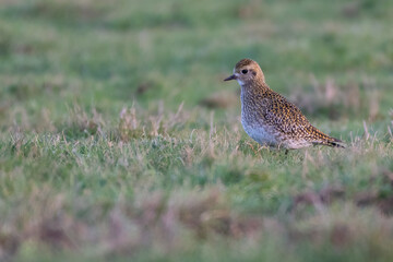 European golden plover (Pluvialis apricaria) in winter plumage on the North Norfolk coast.
