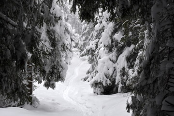 zima, Tatry, szlaki, góry, śnieg, zagrożenie lawinowe,  - obrazy, fototapety, plakaty
