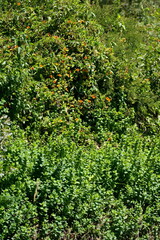 Wall of vegetation in Cotacachi, Ecuador