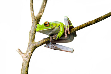 White lipped tree frog on branch, tree frog on branch Isolated white background, animal close up