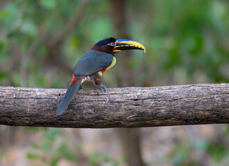 Chestnut-eared Aracari closeup portrait on green background in Pantanal, Brazil
