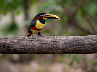 Chestnut-eared Aracari closeup portrait on green background in Pantanal, Brazil