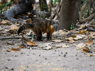 South American Coati foraging on the ground in Pantanal, Brazil