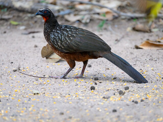 Chestnut-bellied Guan foraging on the ground, closeup portrait