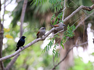 Bay-winged Cowbirds perched on tree branch in Pantanal, Brazil