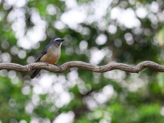 Grayish Saltator portrait in Pantanal, Brazil
