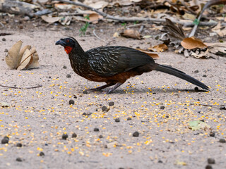Chestnut-bellied Guan foraging on the ground, closeup portrait