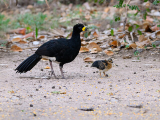 Male Bare-faced Curassow with chick foraging on the ground