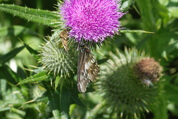 Butterfly on a Scotch thistle flower in Cotacachi, Ecuador