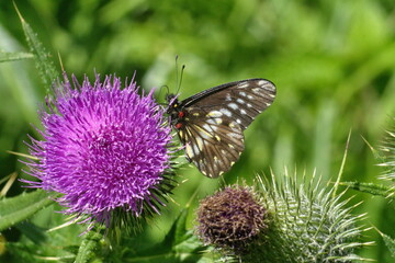 Butterfly on a Scotch thistle flower in Cotacachi, Ecuador