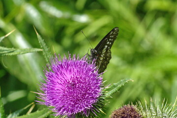 Butterfly on a Scotch thistle flower in Cotacachi, Ecuador