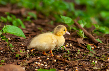 Duck and Ducklings