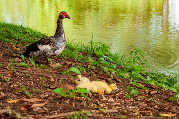 Duck and Ducklings
