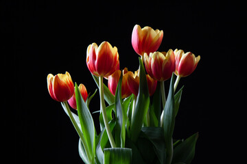 bouquet of tulips