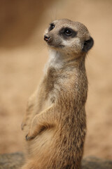 Erdmännchen / Suricate or Meerkat / Suricata suricatta