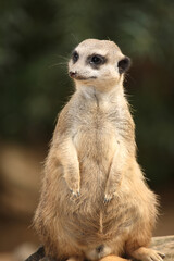 Erdmännchen / Suricate or Meerkat / Suricata suricatta