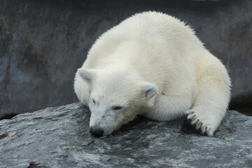 Obraz na płótnie Canvas Eisbär / Polar bear / Ursus maritimus.