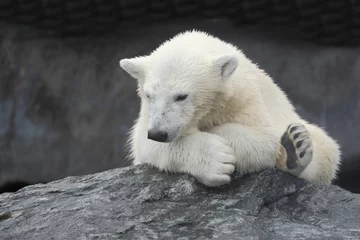 Fototapeten Eisbär / Polar bear / Ursus maritimus © Ludwig