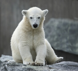 Obraz na płótnie Canvas Eisbär / Polar bear / Ursus maritimus