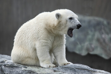 Eisbär / Polar bear / Ursus maritimus