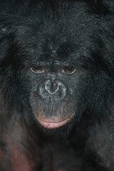 Bonobo oder Zwergschimpanse / Pygmy chimpanzee / Pan paniscus