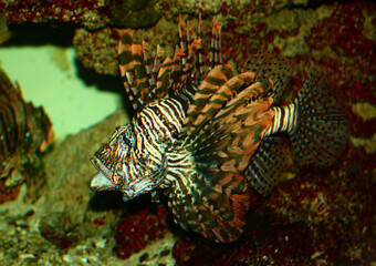 Rotfeuerfisch / Lionfish / Pterois antennata.