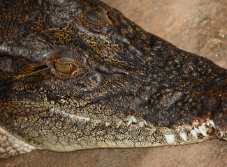 Leistenkrokodil / Saltwater crocodile / Crocodylus porosus