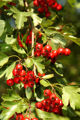 Obraz premium Früchte - Bayern / Fruits - Bavaria /