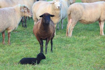 Schaf / Sheep / Ovis.