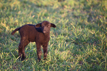 Schaf / Sheep / Ovis.