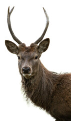 portrait of sika deer stag  isolated on white, transparent, png